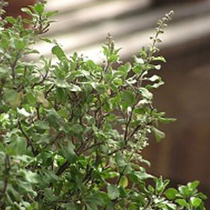 Tulsi